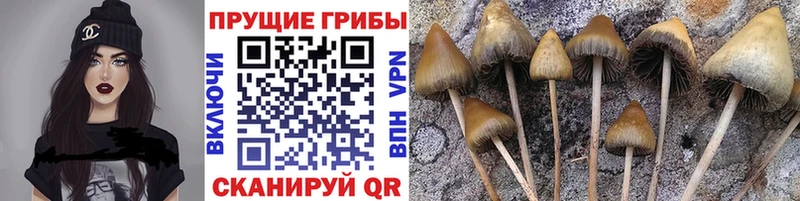 Псилоцибиновые грибы Cubensis  Ивдель 